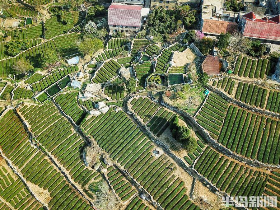 春日崂山第一口鲜!小片崂山大田茶抢先出芽_茶园_刘正千_长岭