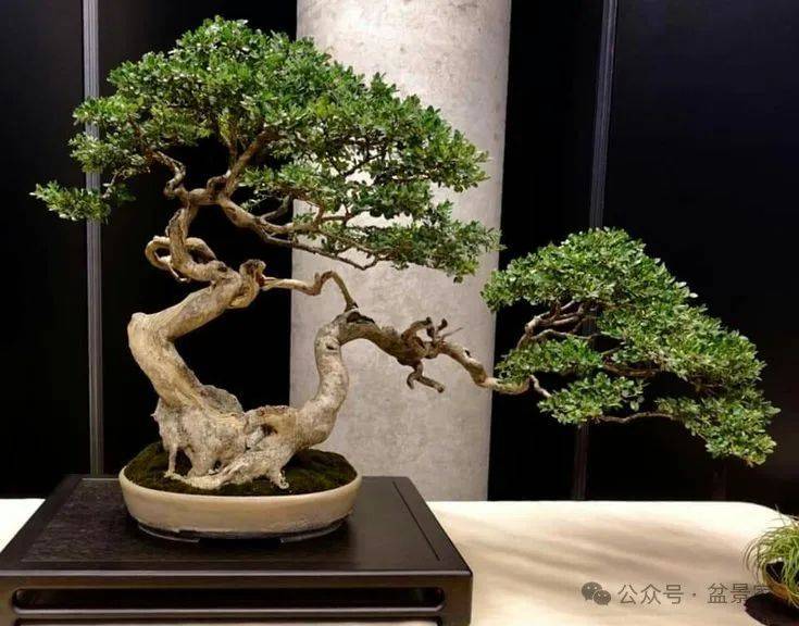 在直播的影响下,造型别致,定义新颖的盆景作品往往能够卖出高价,而