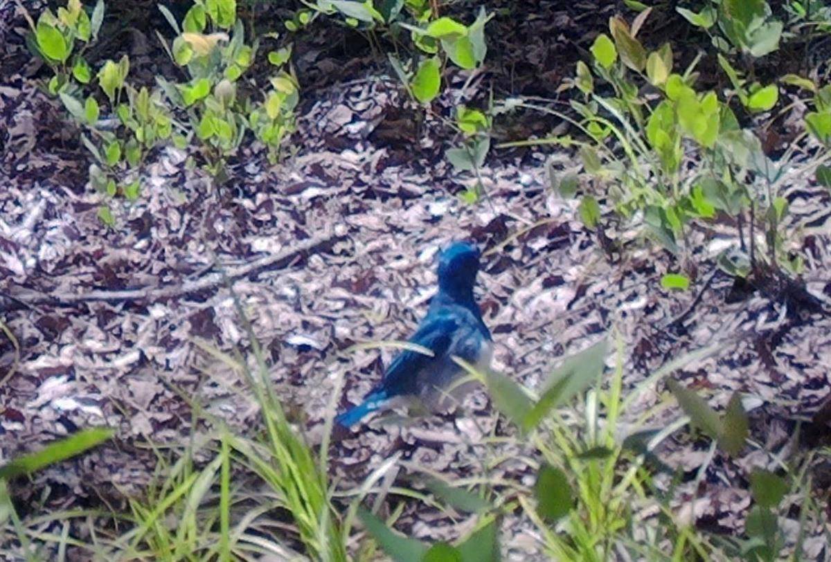 白腹蓝鹟现身堵河源国家级保护区