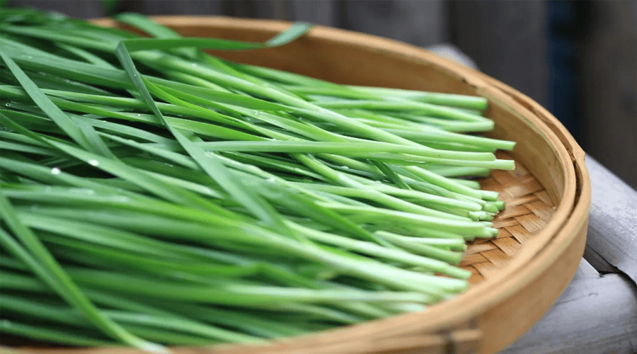早春韭菜一束金_作用_化合物_气味