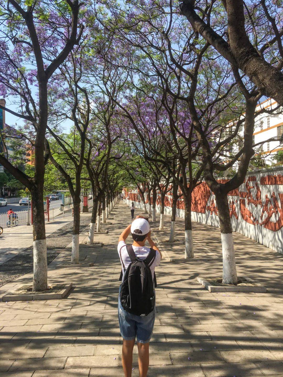 前方一手资料蓝花楹已初开打卡不忘避堵攻略已送上