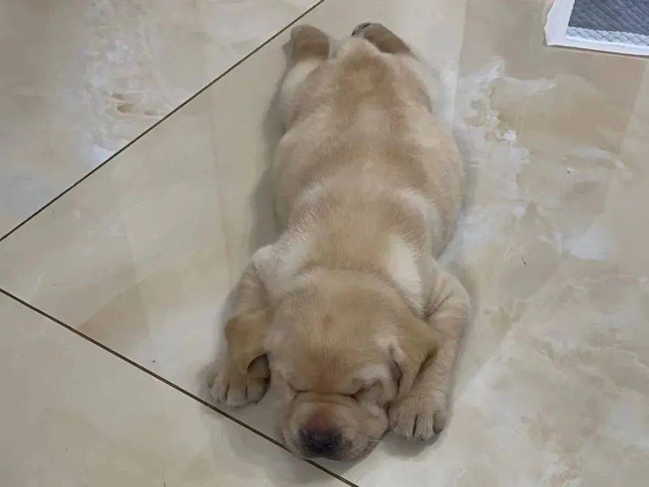 公认不咬人的狗狗有娃家庭也能养拉布拉多猎犬