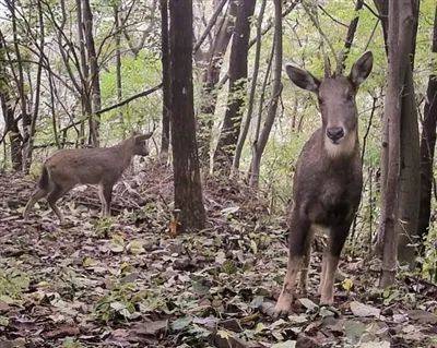 难得一见洛阳一地密集出现豹猫中华斑羚