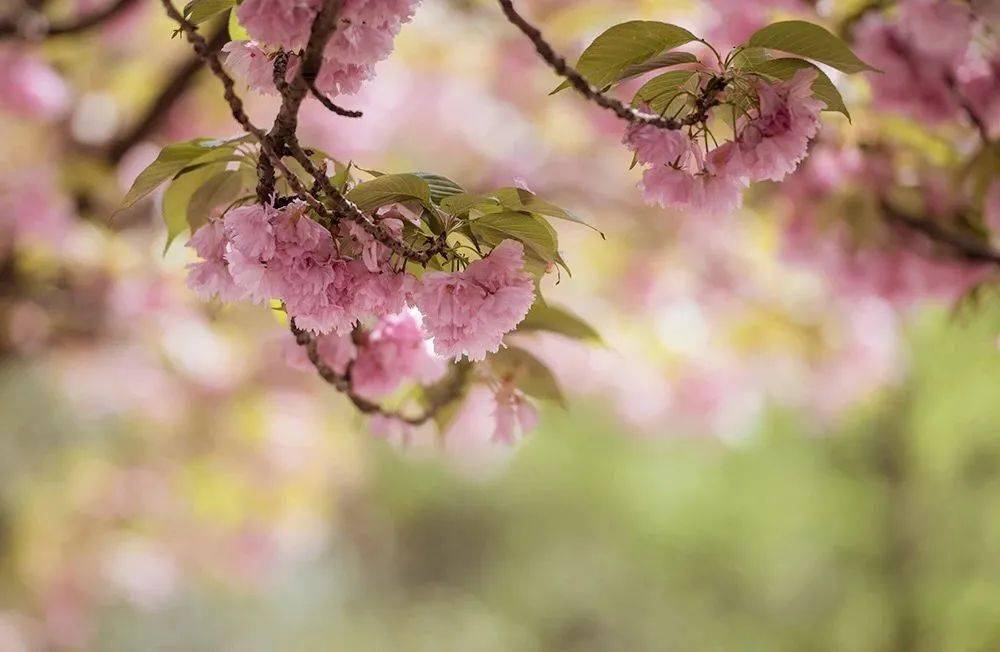 朗诵丨世事向来无常珍惜才能拥有