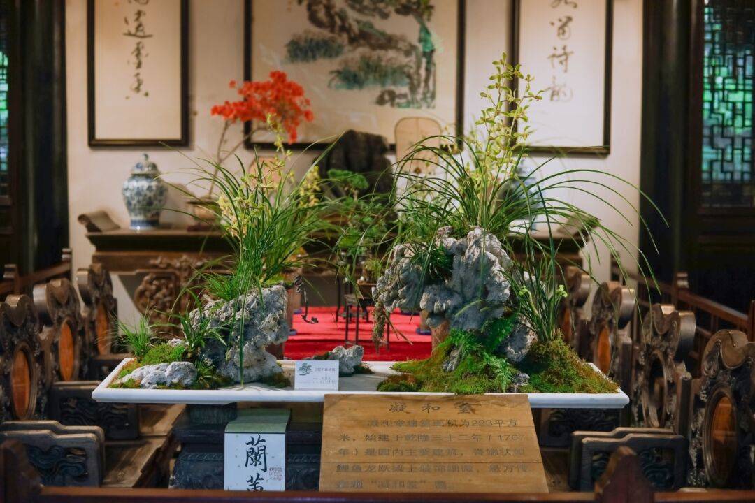 上海兰花展图片