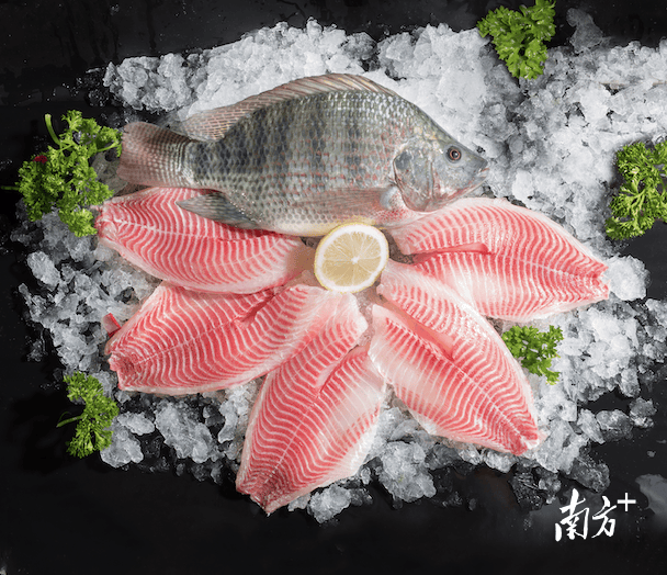 游出百亿产业罗非鱼为何偏爱茂名