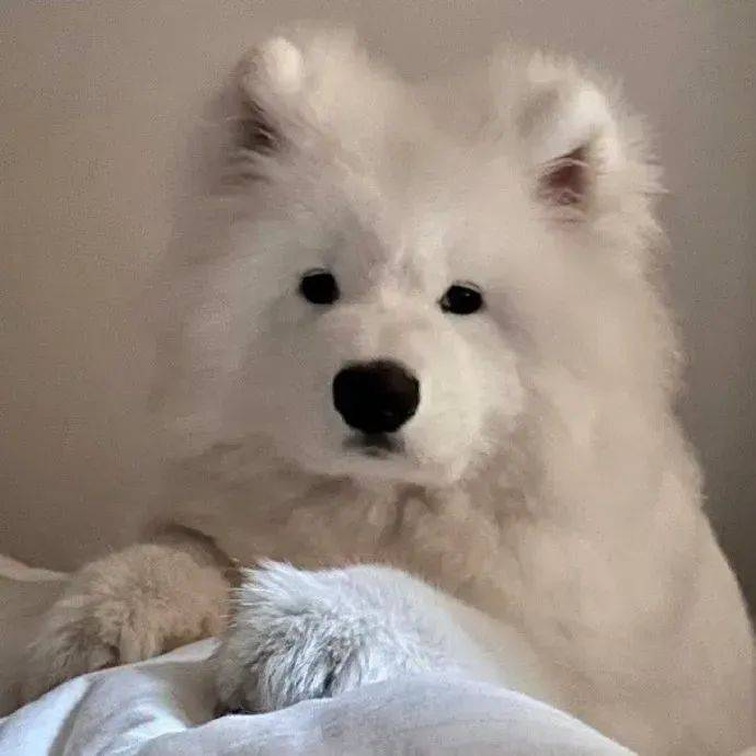 真人情头i适合和对象用的头像