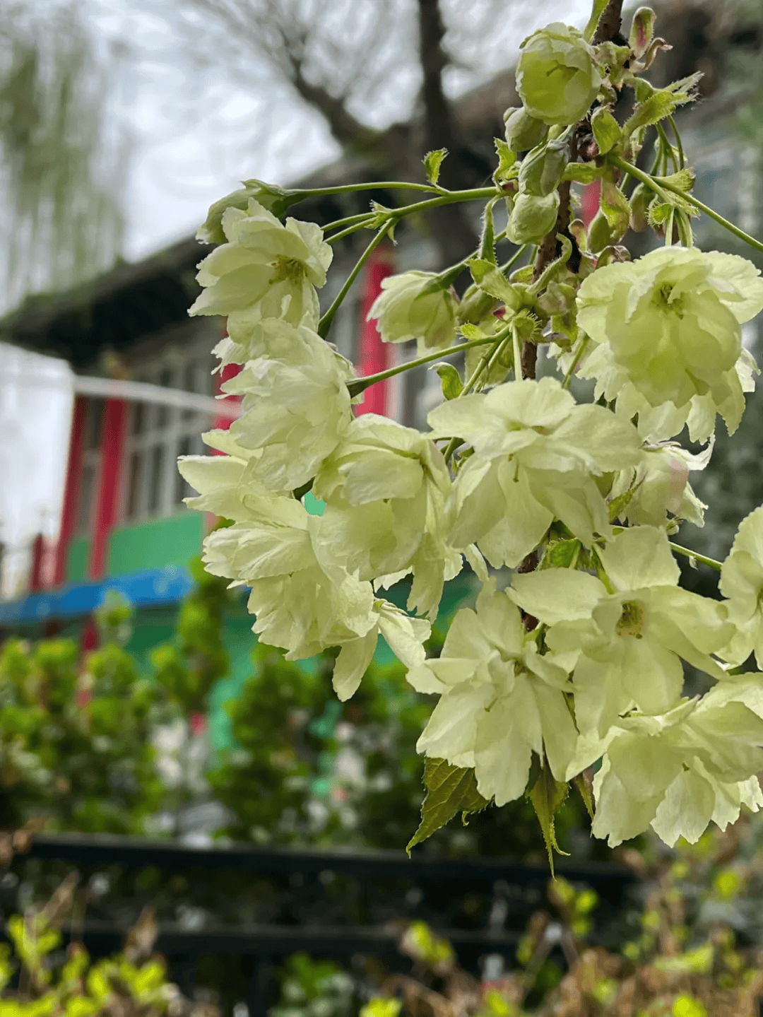 晚樱和绿色樱花现身,没加"绿镜"!