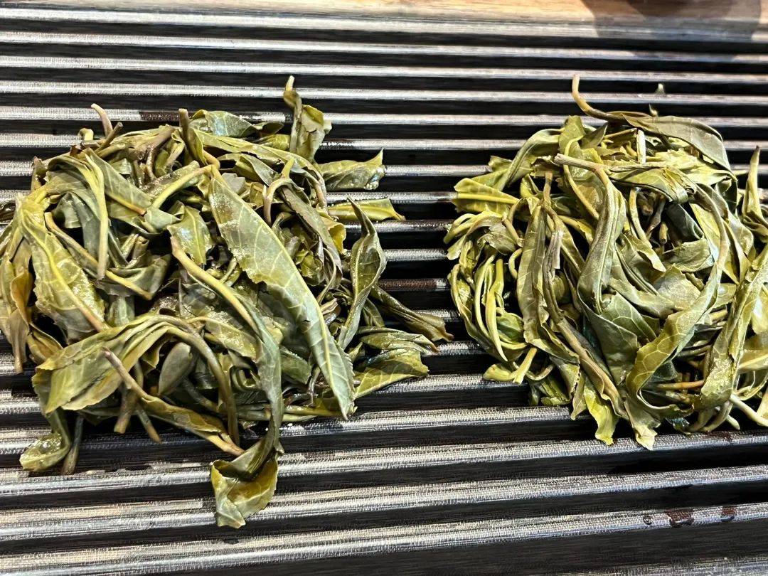 别再乱买茶叶了古树普洱茶高货源头直供都是一手价