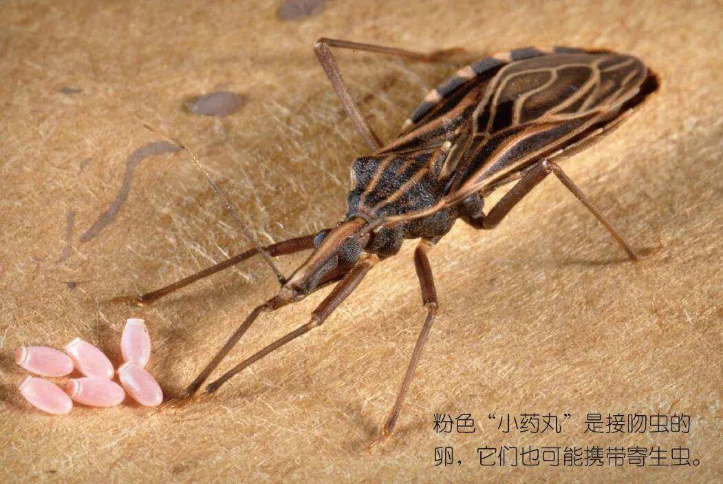 动物王国里的吸血鬼