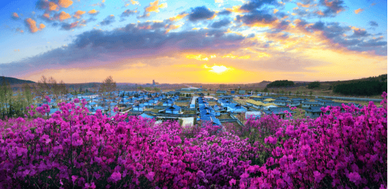 金达莱民俗村山环水绕,风景优美,以金达莱花为依托,举办了多届金达莱