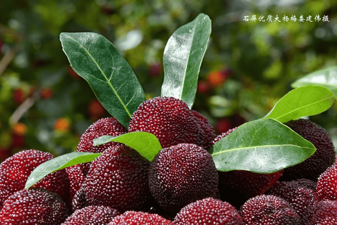 今年全国首批石屏杨梅入选