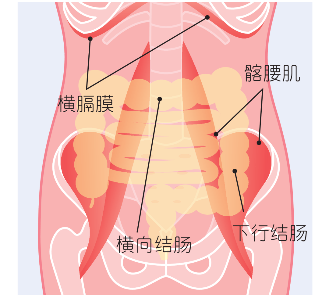 你的肚脐形状是『纵向』还是『横长』?提升肠道的拉伸运动!