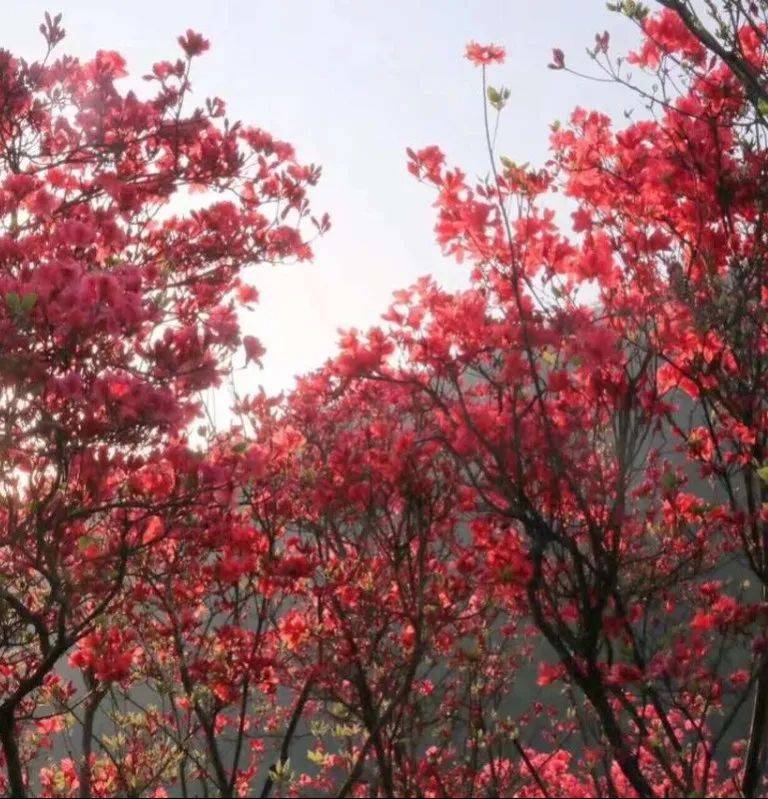 想快点告诉你,高姥山的杜鹃花就要开了!