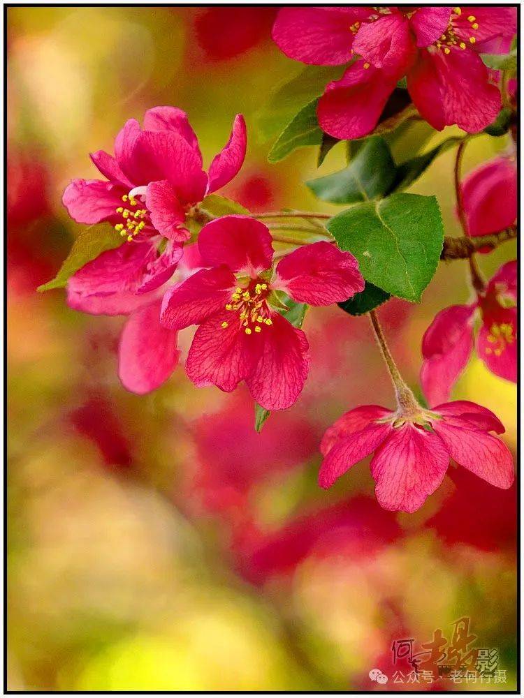 图集花如其名的火焰海棠