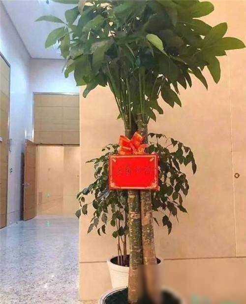 陈伟霆粉丝送火锅菜王菊收到发财树许靖韵的粉丝绝了