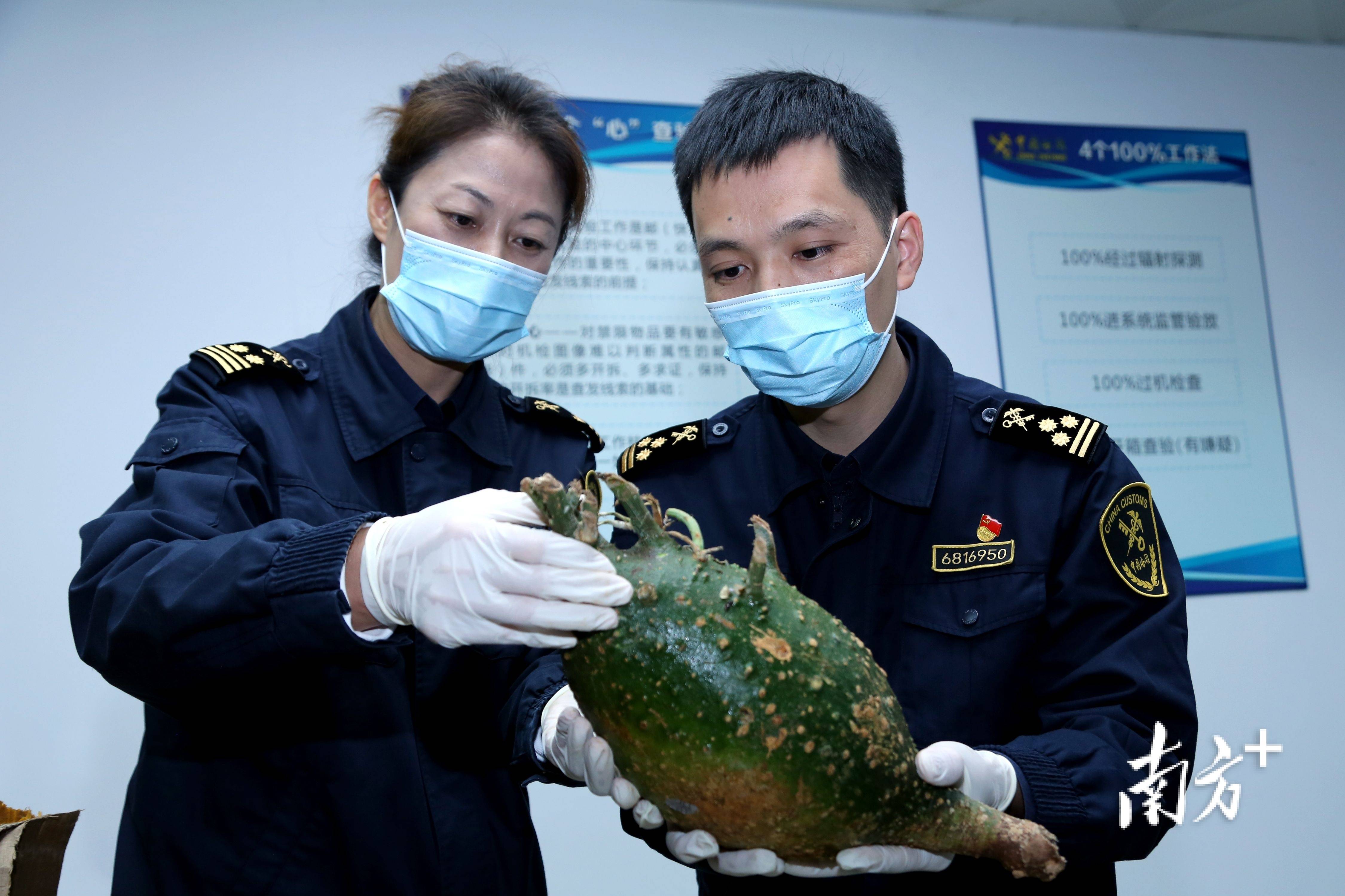 申报"配件"实为植物,江门海关截获非法进境植物繁殖材料