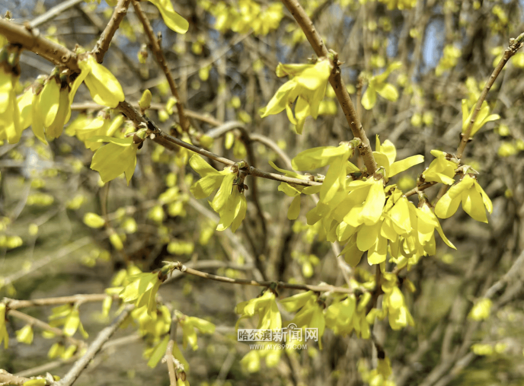连翘已经大面积开放这不,榆叶梅也加入了开花队伍冰城即将进入"花花