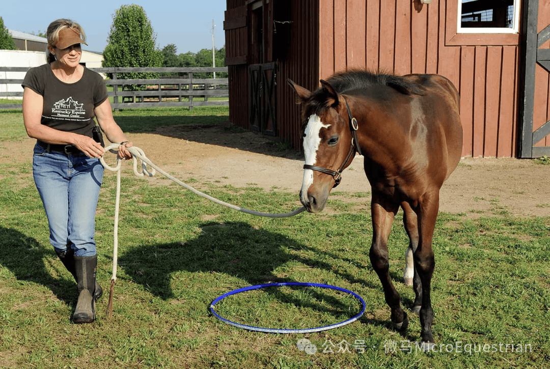 可爱的小马驹我该如何和你互动