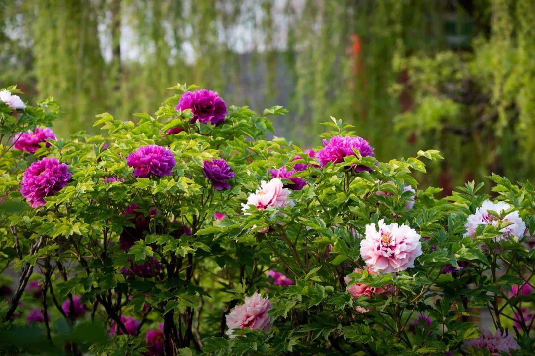 牡丹倾城在河北一睹国色天香