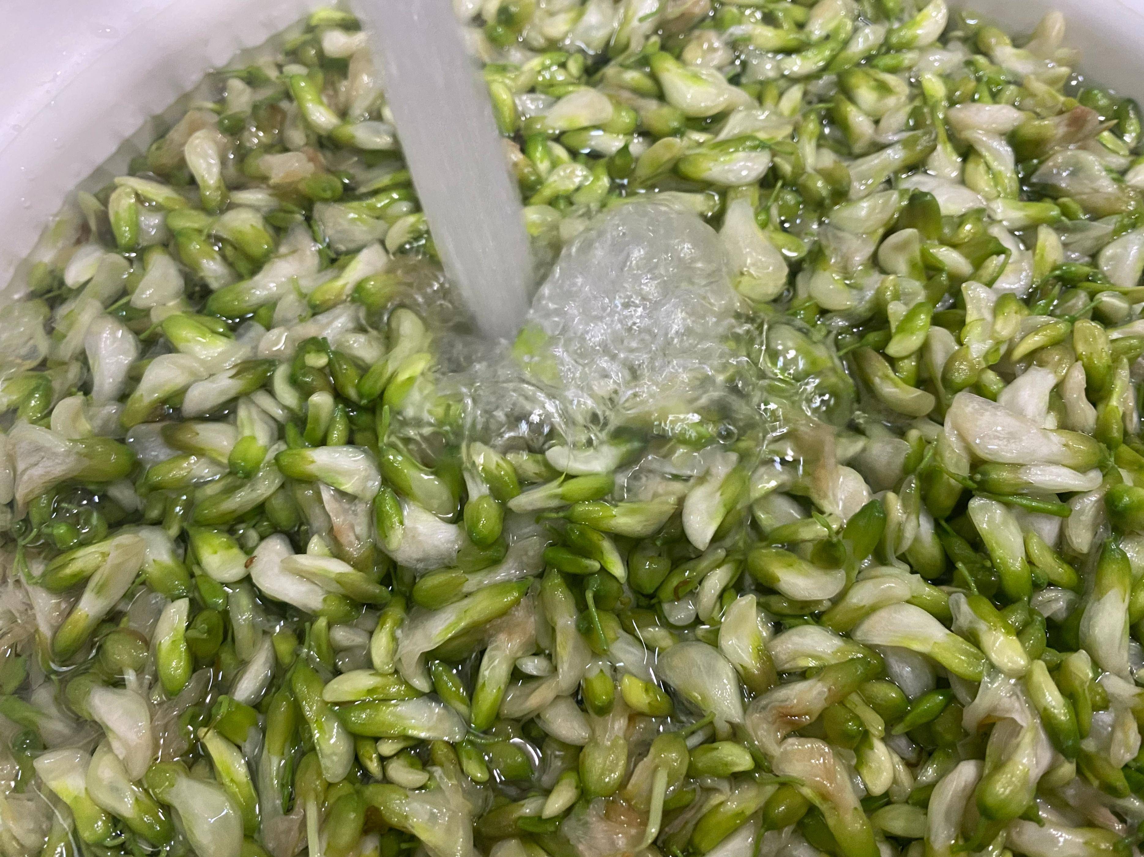 买了2斤槐花吃不完商家教我保存方法一年不坏到冬天还能吃