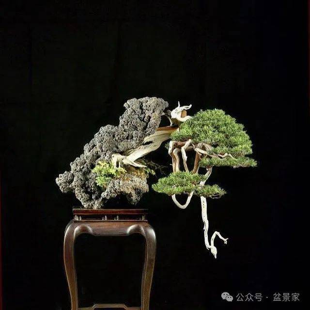 附石盆景能不能算是缩小版的山水盆景?