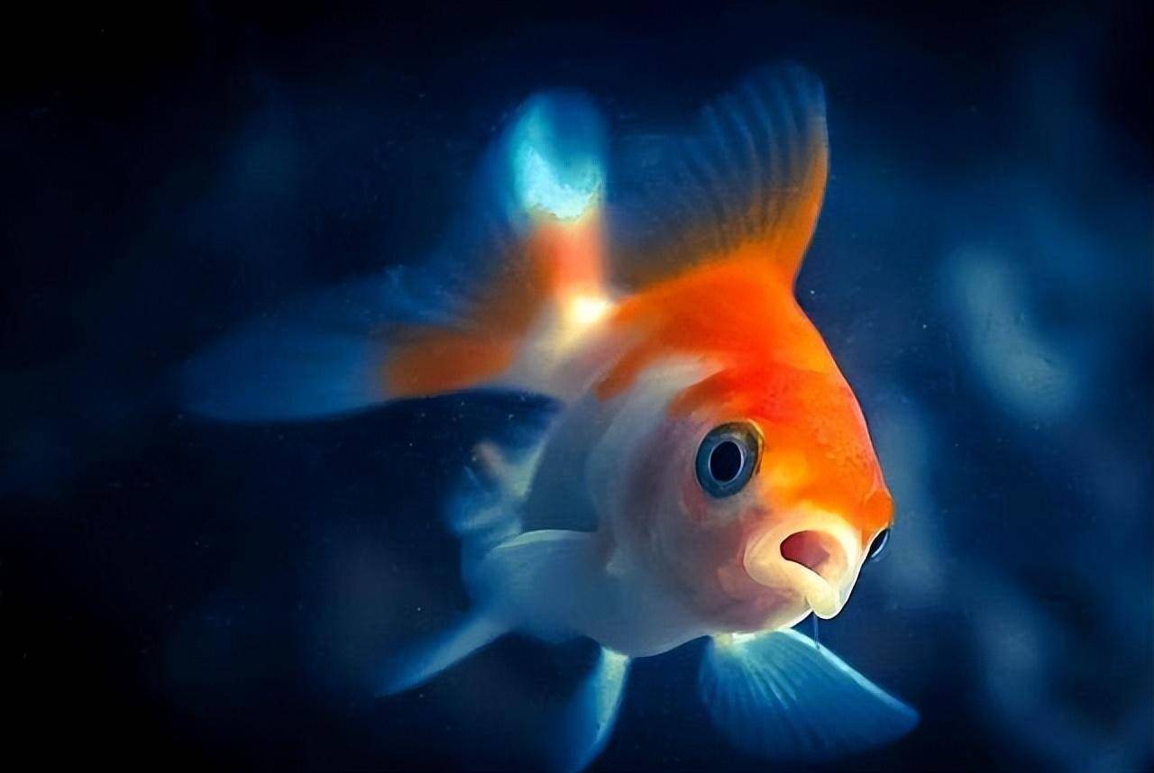 原创中国人似乎什么鱼都吃为什么不吃金鱼老渔民透露背后猫腻