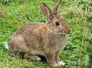 草兔的外形特征和养殖