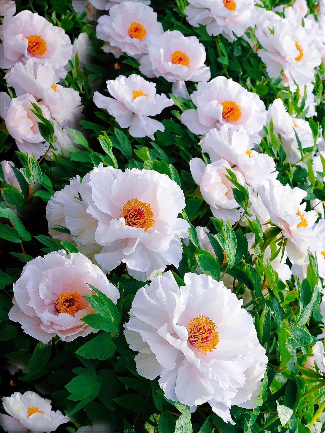 什么是国色天香这是菏泽给的答案