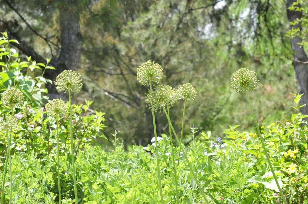 暮春时节自治神经痛