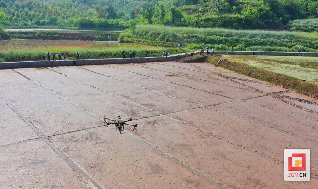 2分钟可直播水稻1亩自贡进行无人机水稻新品种直播试验
