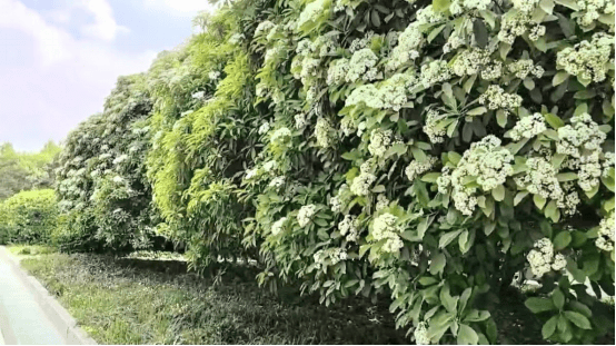 又到一言“楠”尽时，花朵腥臭的石楠并非一无是处