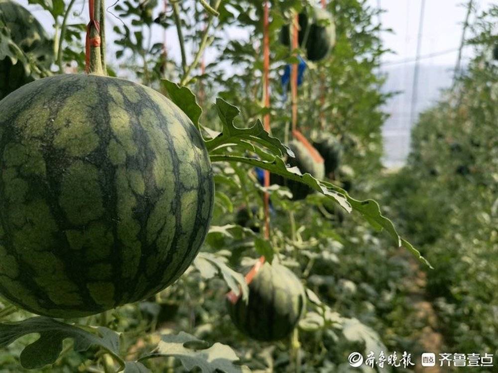 1520元斤济南仁风富硒西瓜陆续上市本周将大量上市