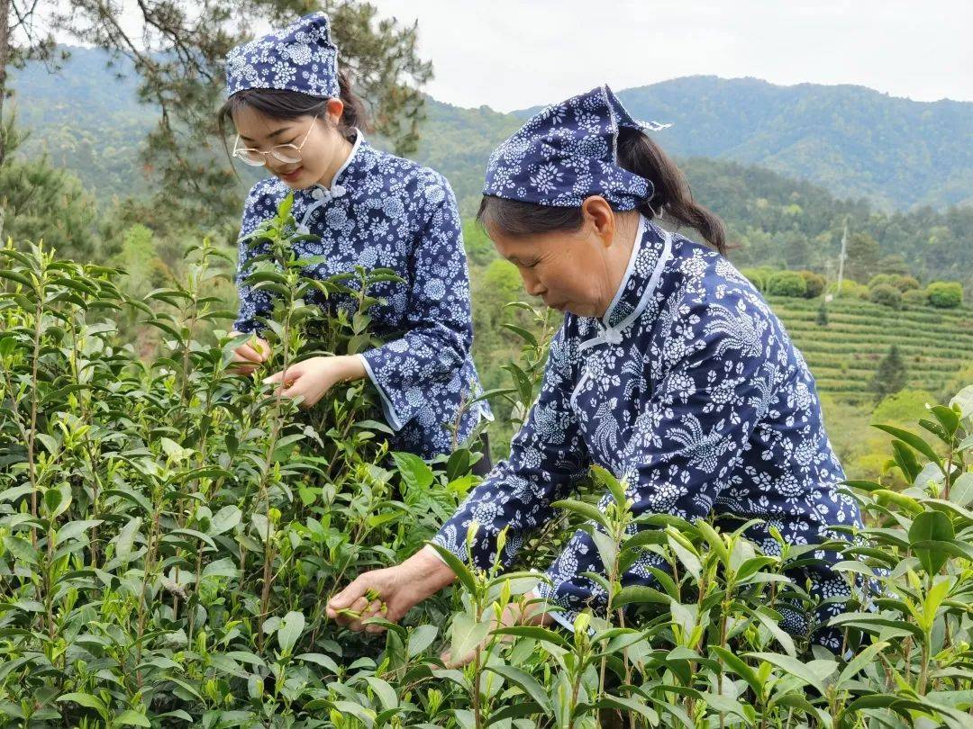 资溪白茶因其满叶披毫,如银似雪而得名