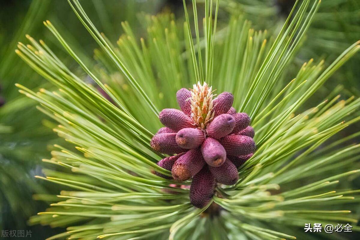 2024年黑龙江省苗木供需分析报告