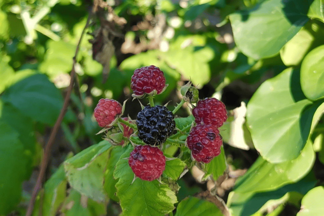 好去处春观开江鱼味无穷鹤岗春季旅游好彩头
