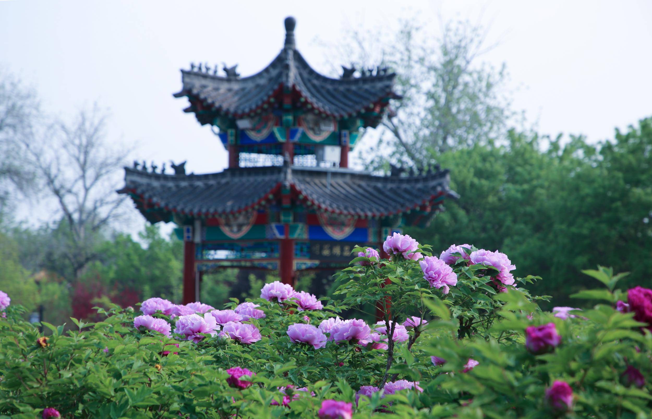 时下的菏泽,从景区公园到乡野田间,国色牡丹竞相绽放,迎来一年中的