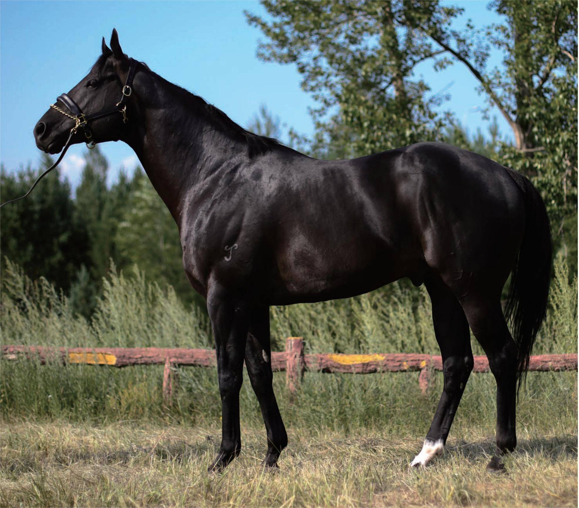 张月胜"成人之美",吴海威花300万元购入7匹马驹