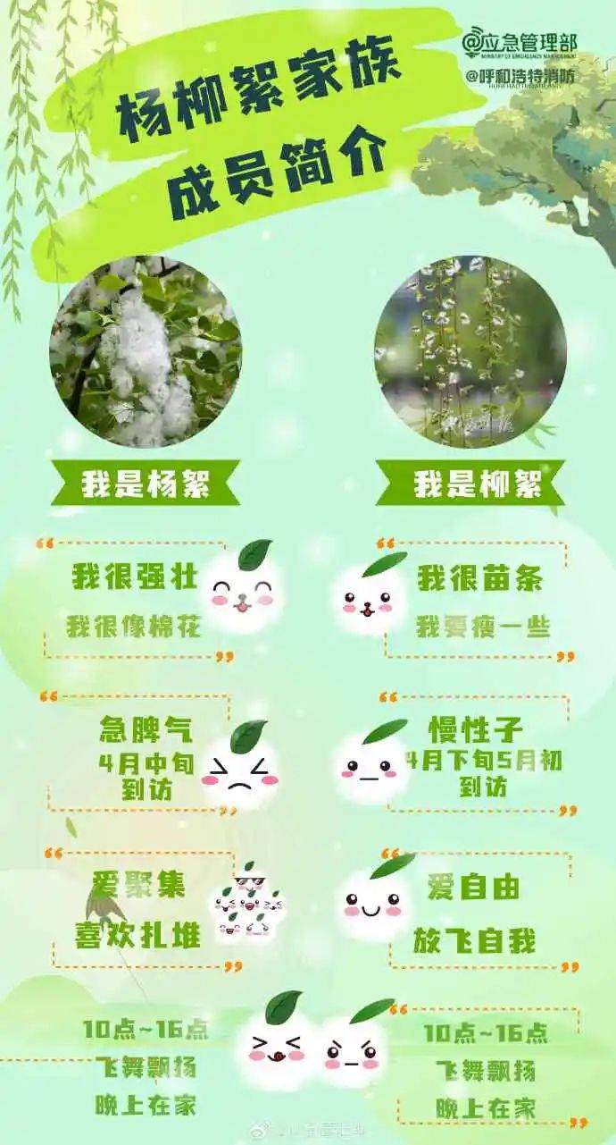 杨柳絮在春天暖和又干燥的晴天,且伴有微风的时候高发,飘飘似雪虽然有