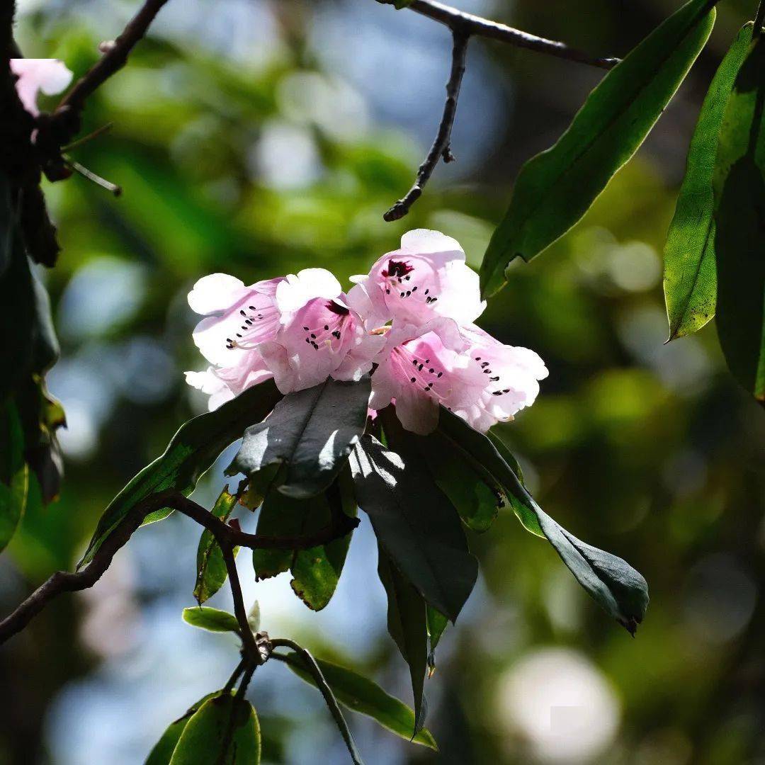 大招总是需要酝酿一下,峨眉山杜鹃赏花线路新鲜出炉!