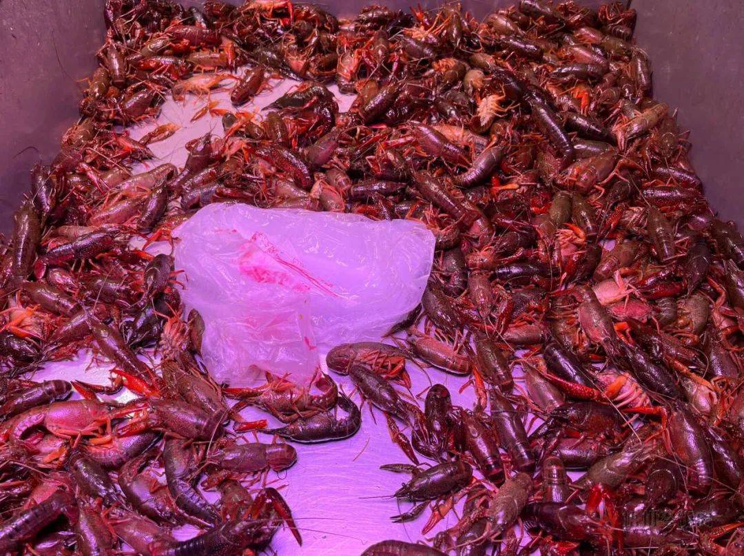 小龙虾生意怎么样(小龙虾生意怎么样啊)