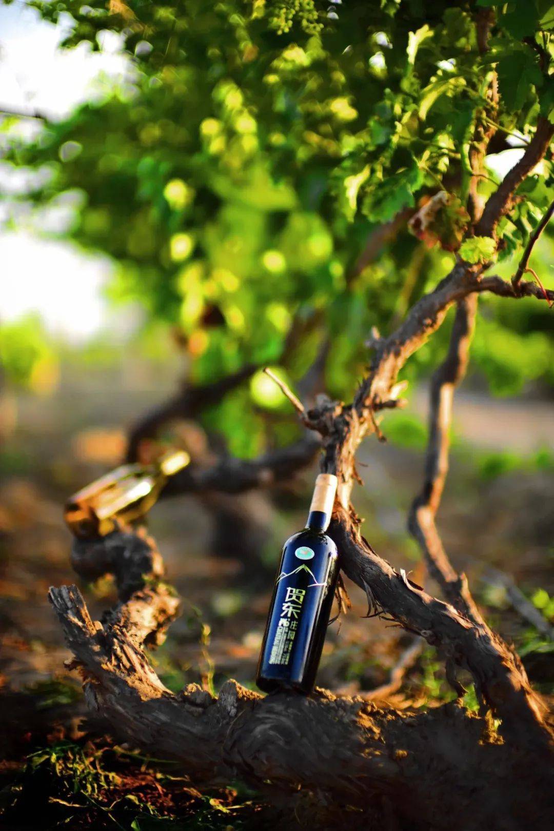 这里拥有众多酿酒葡萄品种,225棵50年以上树龄的葡萄老藤缠绵悱恻