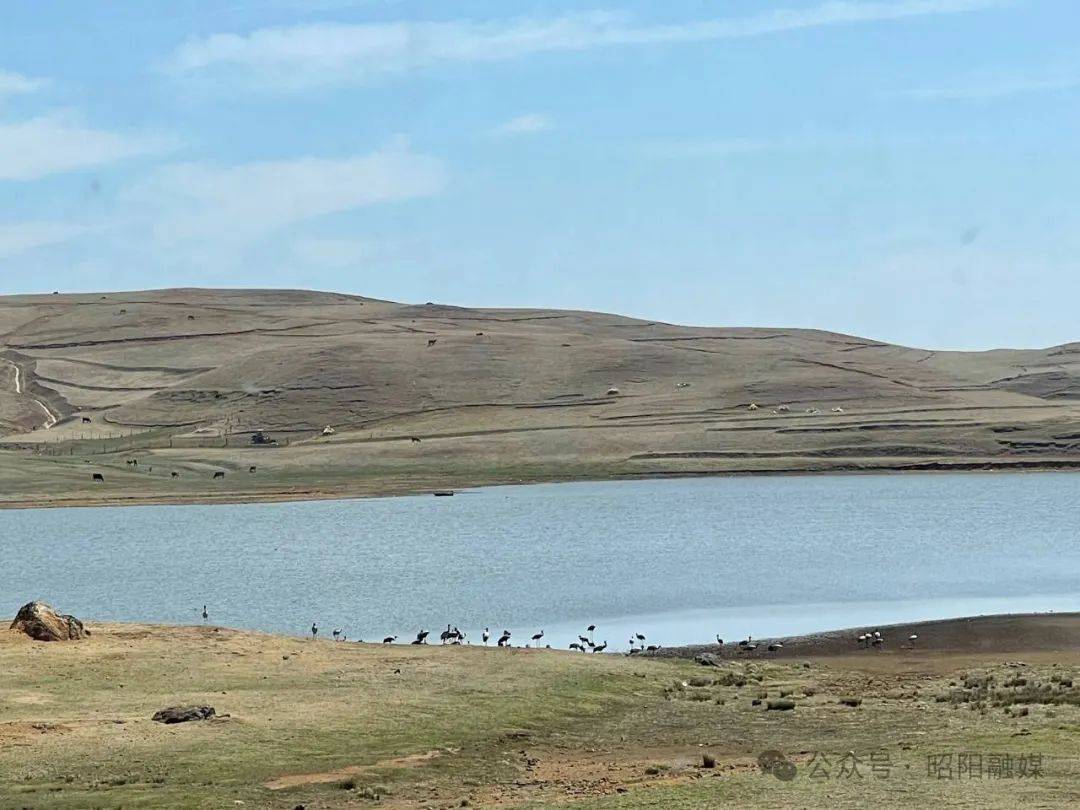 大山包50只留守黑颈鹤预计四月底北迁