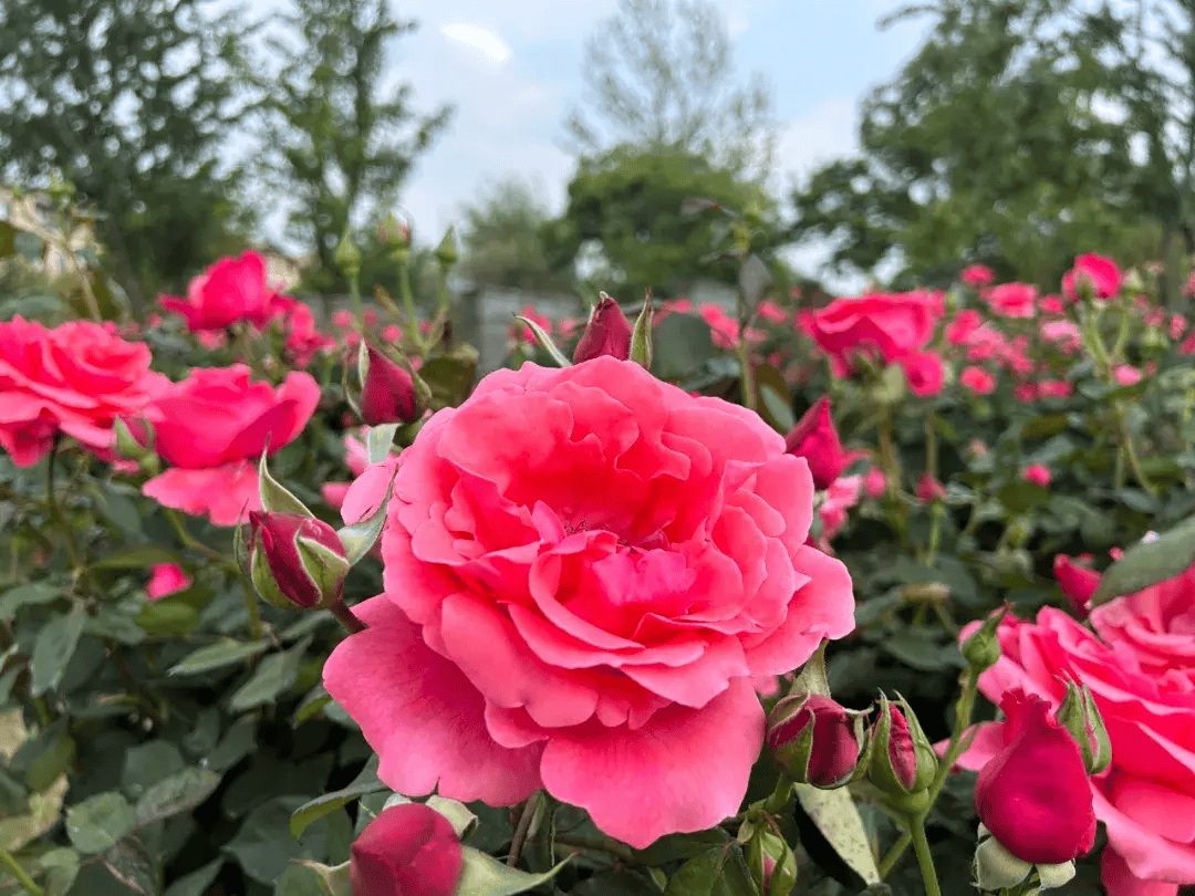 昆明大观公园与月季园均免费开放,无需门票.