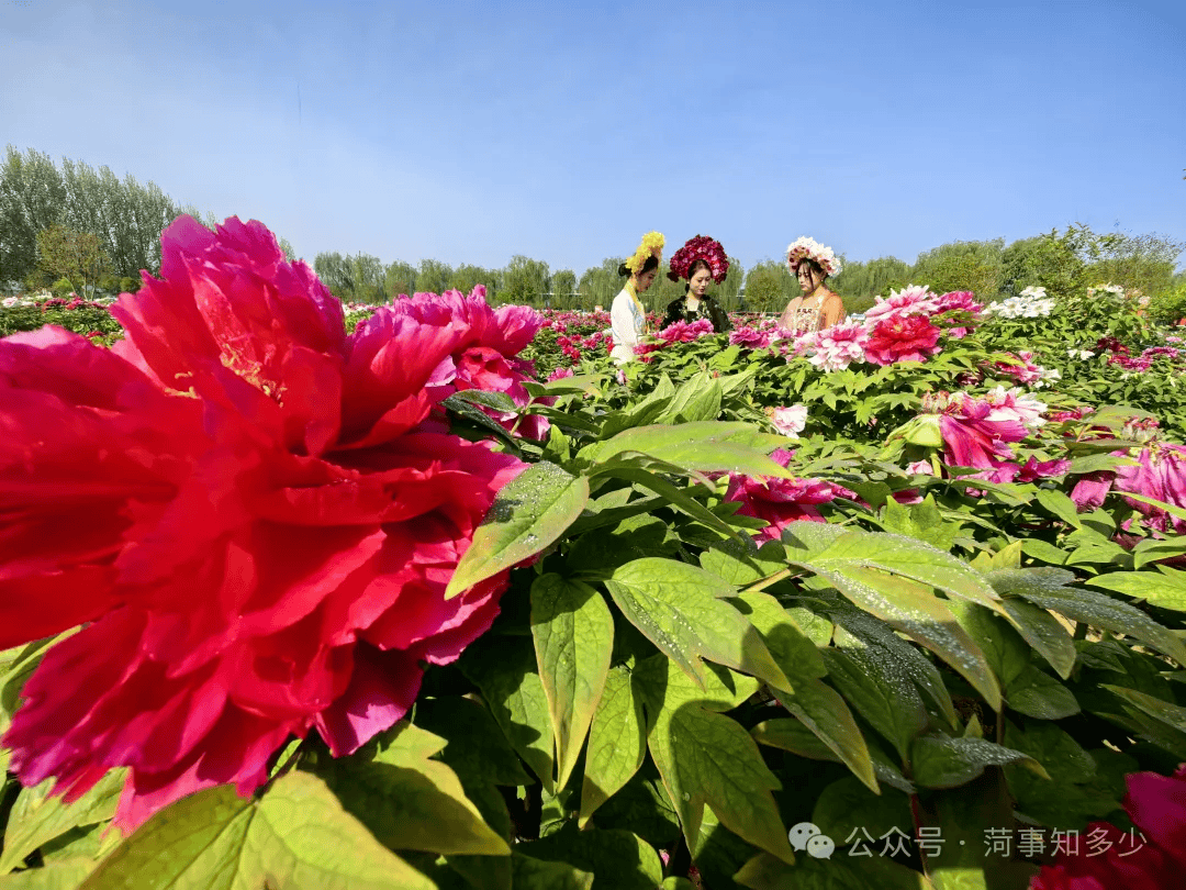 菏泽冠宇牡丹园的简历图片