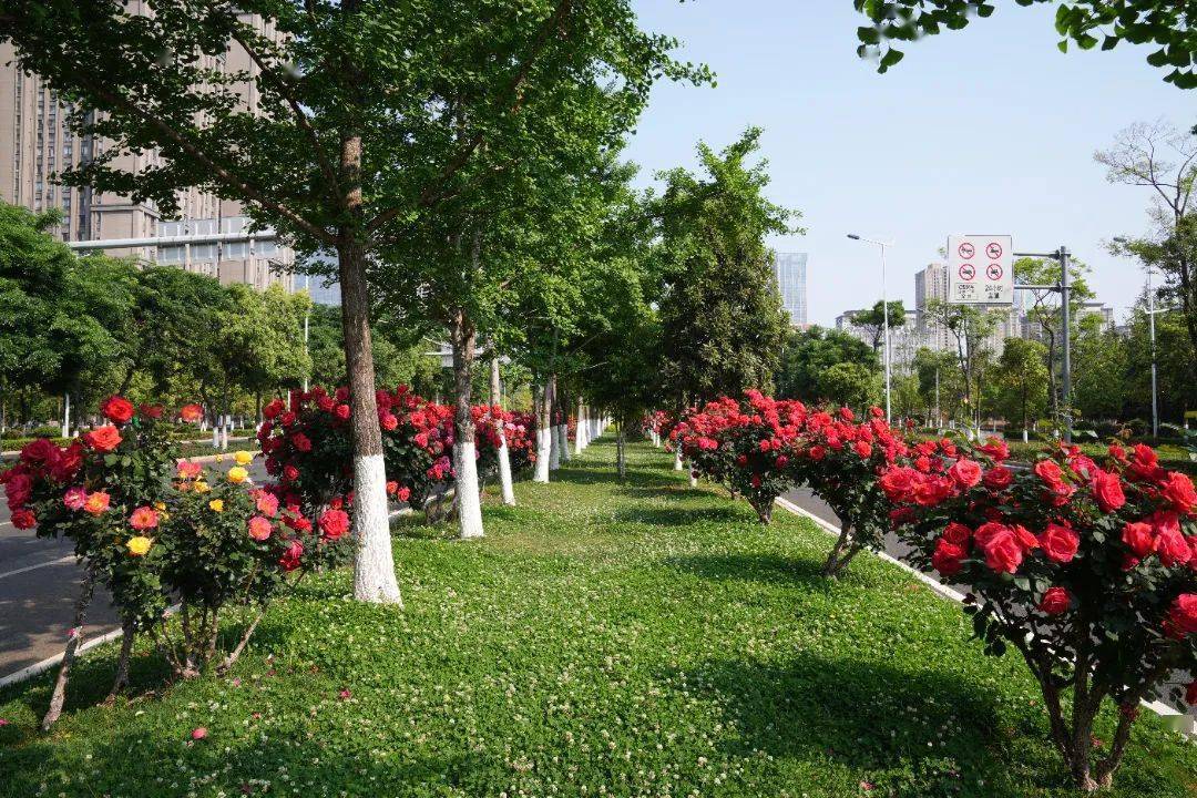 太好拍了昆明开启月季爆花模式这些地方都可以打卡