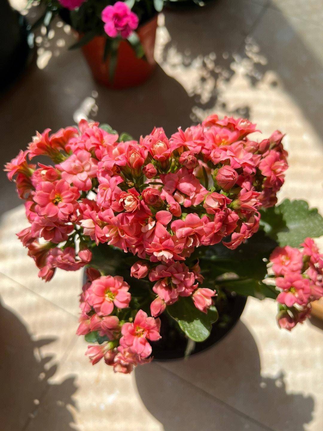 长寿花开花后做2点花期更长了花色更艳了越来越喜欢