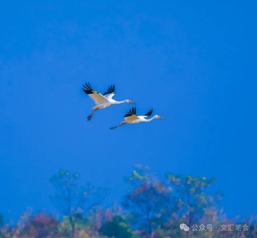插旗洲,飞鸟还 | 罗铮_白鹤_候鸟_鄱阳湖