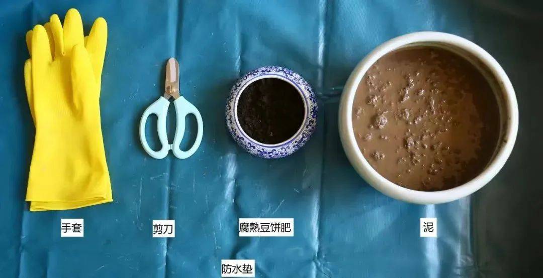 材料准备种植一年后,容器的空间,养分有限,如果不对碗莲进行翻盆,会