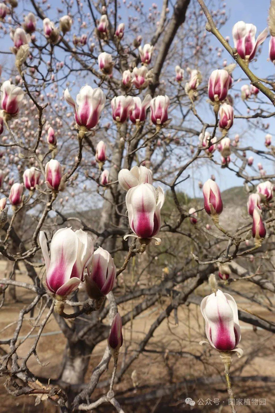 识花宝典来了快来考考你家孩子67